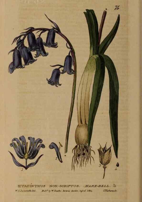 Reproducción/Reproduction 28926068911: British phaenogamous botany,. Oxford,Published by the author, sold by J.H. Parker [etc.]1834-43.