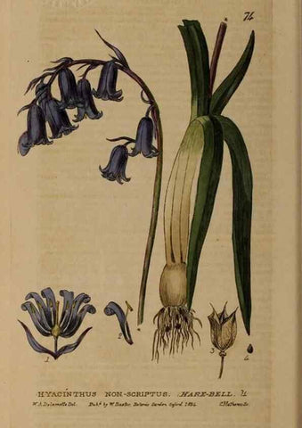 Reproducción/Reproduction 28926068911: British phaenogamous botany,. Oxford,Published by the author, sold by J.H. Parker [etc.]1834-43.