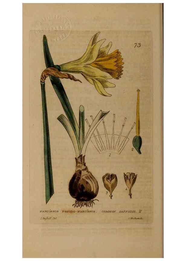 Reproducción/Reproduction 28385207143: British phaenogamous botany,. Oxford,Published by the author, sold by J.H. Parker [etc.]1834-43.