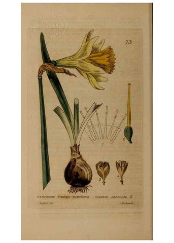 Reproducción/Reproduction 28385207143: British phaenogamous botany,. Oxford,Published by the author, sold by J.H. Parker [etc.]1834-43.