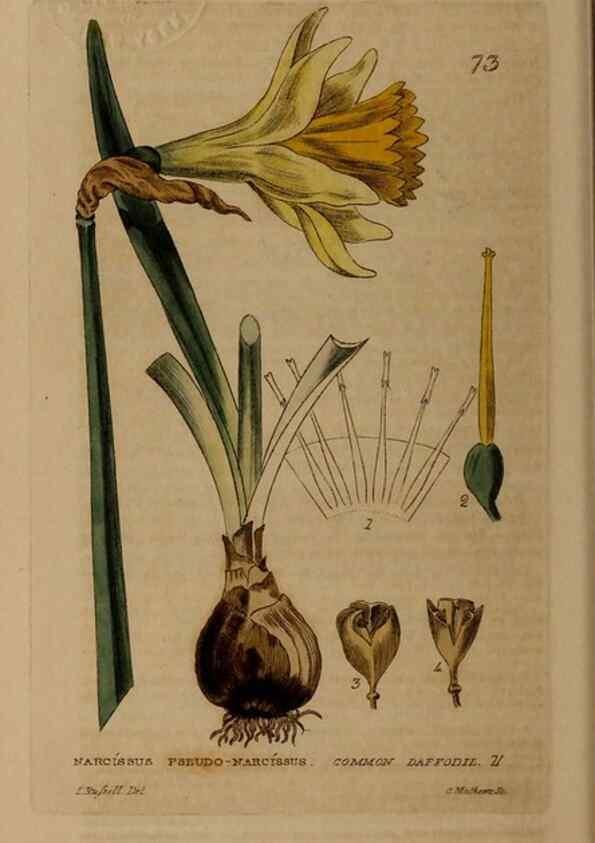 Reproducción/Reproduction 28385207143: British phaenogamous botany,. Oxford,Published by the author, sold by J.H. Parker [etc.]1834-43.