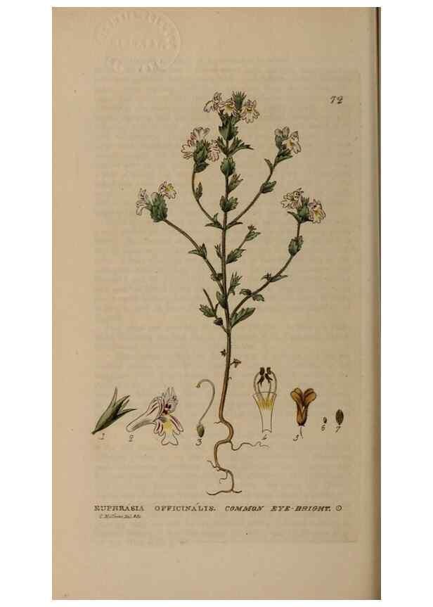 Reproducción/Reproduction 28926062541: British phaenogamous botany,. Oxford,Published by the author, sold by J.H. Parker [etc.]1834-43.