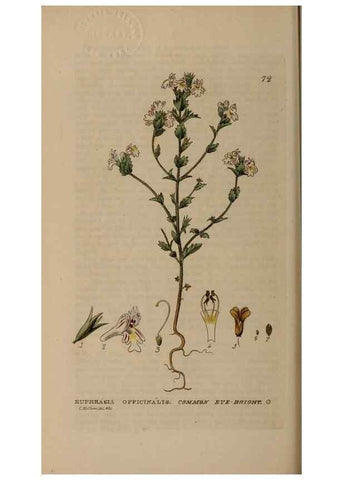 Reproducción/Reproduction 28926062541: British phaenogamous botany,. Oxford,Published by the author, sold by J.H. Parker [etc.]1834-43.