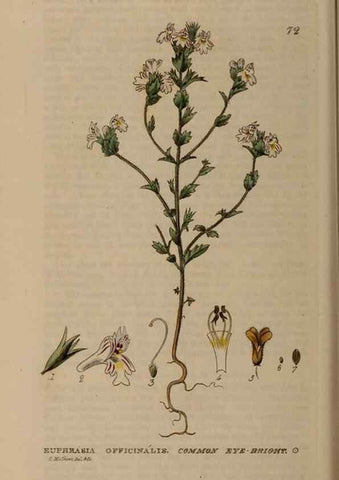 Reproducción/Reproduction 28926062541: British phaenogamous botany,. Oxford,Published by the author, sold by J.H. Parker [etc.]1834-43.