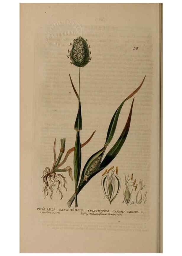 Reproducción/Reproduction 28969732406: British phaenogamous botany,. Oxford,Published by the author, sold by J.H. Parker [etc.]1834-43.