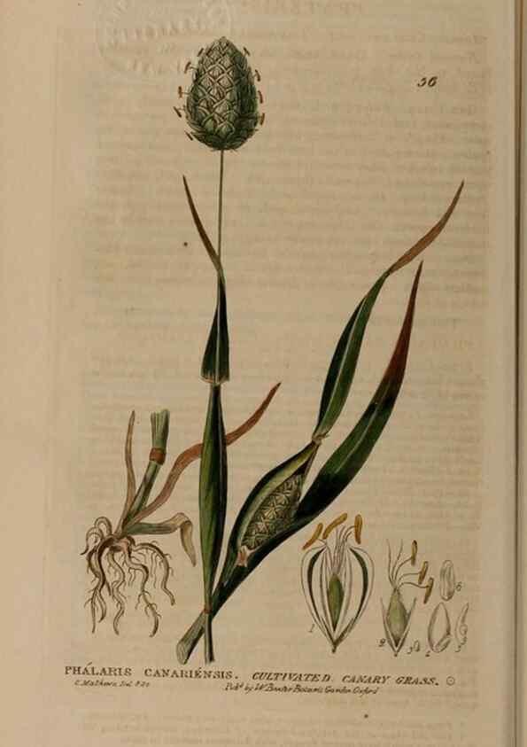Reproducción/Reproduction 28969732406: British phaenogamous botany,. Oxford,Published by the author, sold by J.H. Parker [etc.]1834-43.