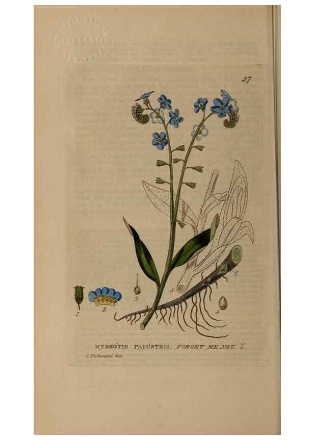 Reproducción/Reproduction 28897140672: British phaenogamous botany,. Oxford,Published by the author, sold by J.H. Parker [etc.]1834-43.