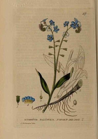 Reproducción/Reproduction 28897140672: British phaenogamous botany,. Oxford,Published by the author, sold by J.H. Parker [etc.]1834-43.
