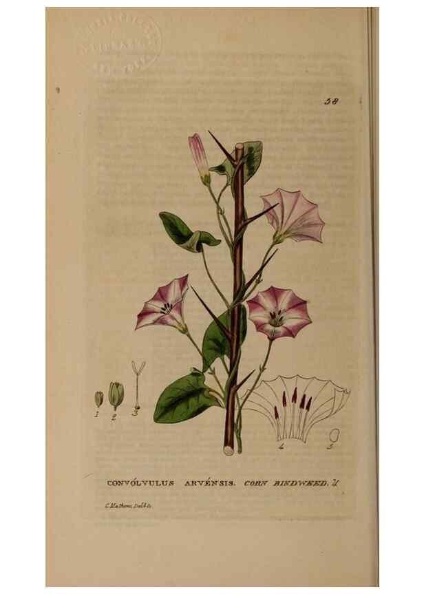 Reproducción/Reproduction 28897145152: British phaenogamous botany,. Oxford,Published by the author, sold by J.H. Parker [etc.]1834-43.