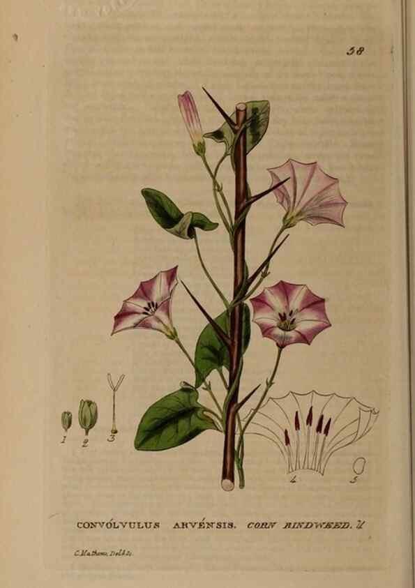 Reproducción/Reproduction 28897145152: British phaenogamous botany,. Oxford,Published by the author, sold by J.H. Parker [etc.]1834-43.