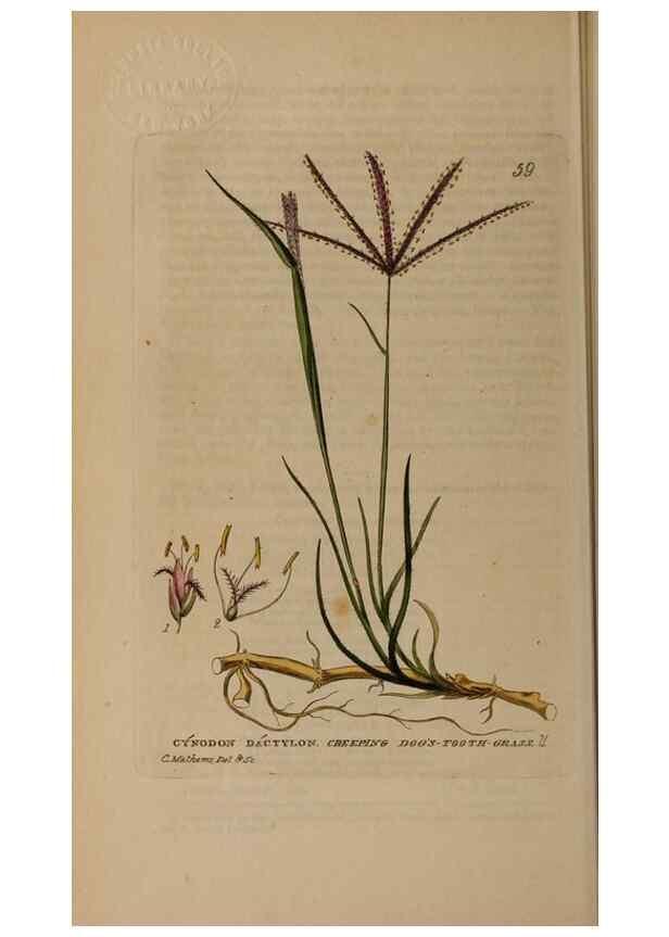 Reproducción/Reproduction 28926003021: British phaenogamous botany,. Oxford,Published by the author, sold by J.H. Parker [etc.]1834-43.