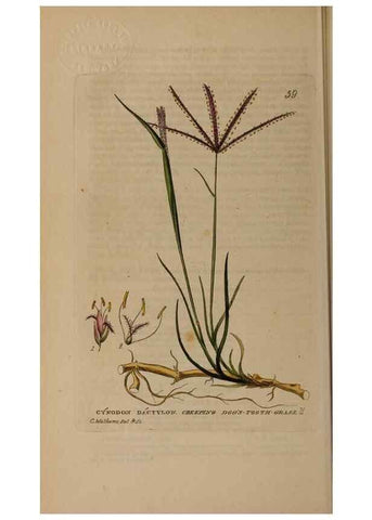 Reproducción/Reproduction 28926003021: British phaenogamous botany,. Oxford,Published by the author, sold by J.H. Parker [etc.]1834-43.