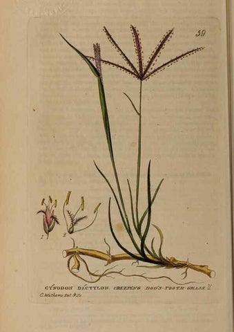 Reproducción/Reproduction 28926003021: British phaenogamous botany,. Oxford,Published by the author, sold by J.H. Parker [etc.]1834-43.