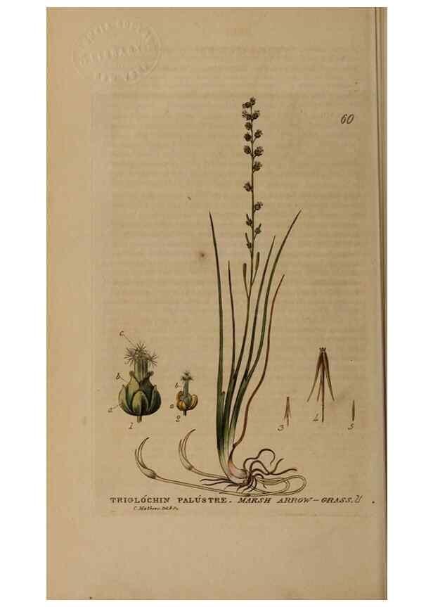 Reproducción/Reproduction 28385149903: British phaenogamous botany,. Oxford,Published by the author, sold by J.H. Parker [etc.]1834-43.