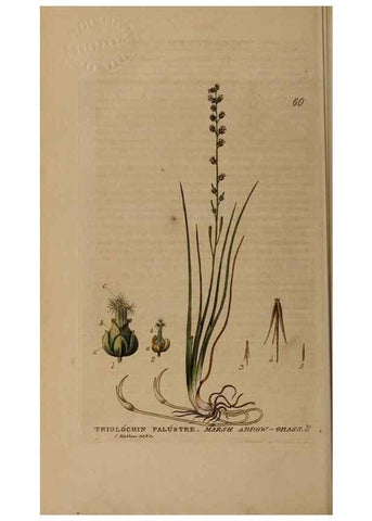 Reproducción/Reproduction 28385149903: British phaenogamous botany,. Oxford,Published by the author, sold by J.H. Parker [etc.]1834-43.