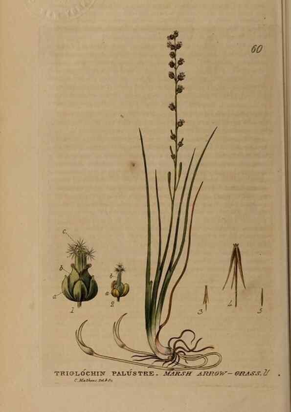 Reproducción/Reproduction 28385149903: British phaenogamous botany,. Oxford,Published by the author, sold by J.H. Parker [etc.]1834-43.