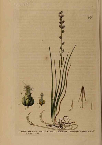 Reproducción/Reproduction 28385149903: British phaenogamous botany,. Oxford,Published by the author, sold by J.H. Parker [etc.]1834-43.