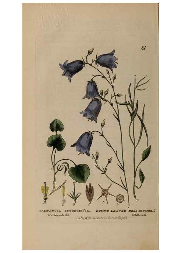 Reproducción/Reproduction 29002318725: British phaenogamous botany,. Oxford,Published by the author, sold by J.H. Parker [etc.]1834-43.