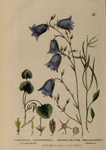 Reproducción/Reproduction 29002318725: British phaenogamous botany,. Oxford,Published by the author, sold by J.H. Parker [etc.]1834-43.
