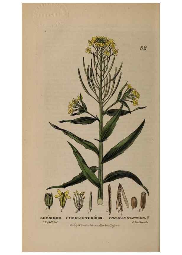 Reproducción/Reproduction 28926015601: British phaenogamous botany,. Oxford,Published by the author, sold by J.H. Parker [etc.]1834-43.