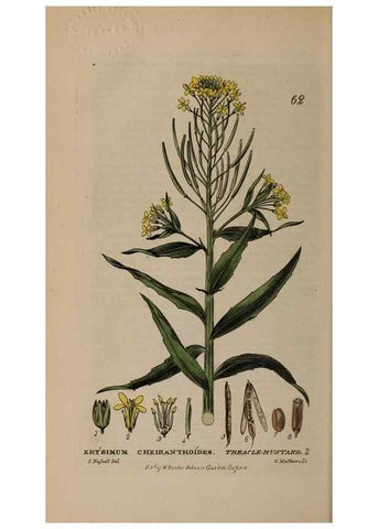 Reproducción/Reproduction 28926015601: British phaenogamous botany,. Oxford,Published by the author, sold by J.H. Parker [etc.]1834-43.