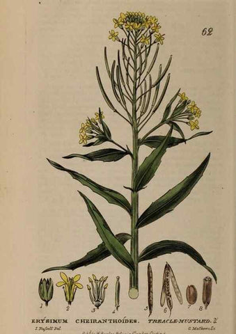 Reproducción/Reproduction 28926015601: British phaenogamous botany,. Oxford,Published by the author, sold by J.H. Parker [etc.]1834-43.