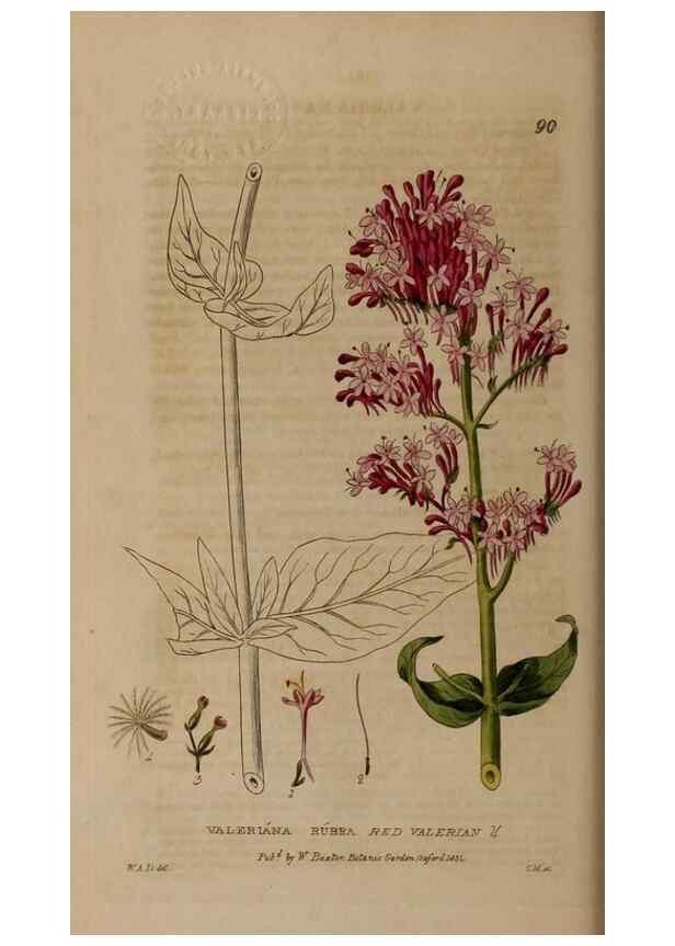 Reproducción/Reproduction 29021195855: British phaenogamous botany,. Oxford,Published by the author, sold by J.H. Parker [etc.]1834-43.