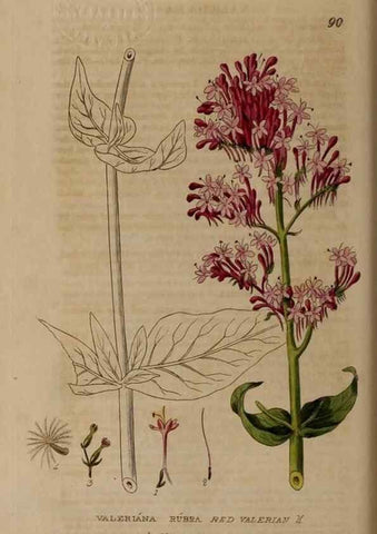 Reproducción/Reproduction 29021195855: British phaenogamous botany,. Oxford,Published by the author, sold by J.H. Parker [etc.]1834-43.