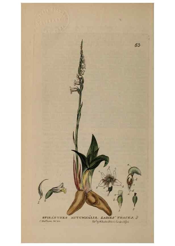 Reproducción/Reproduction 28897165942: British phaenogamous botany,. Oxford,Published by the author, sold by J.H. Parker [etc.]1834-43.
