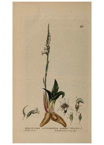 Reproducción/Reproduction 28897165942: British phaenogamous botany,. Oxford,Published by the author, sold by J.H. Parker [etc.]1834-43.