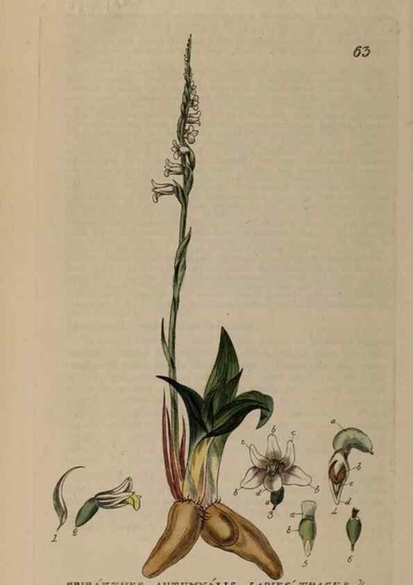 Reproducción/Reproduction 28897165942: British phaenogamous botany,. Oxford,Published by the author, sold by J.H. Parker [etc.]1834-43.