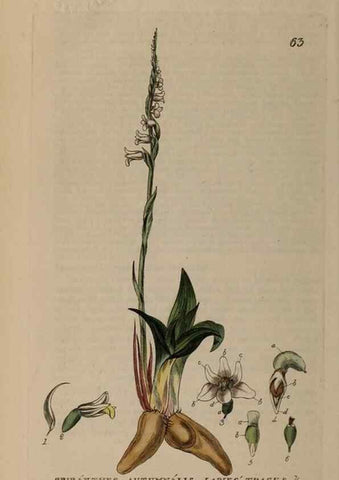 Reproducción/Reproduction 28897165942: British phaenogamous botany,. Oxford,Published by the author, sold by J.H. Parker [etc.]1834-43.