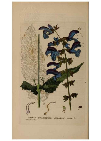 Reproducción/Reproduction 28385177993: British phaenogamous botany,. Oxford,Published by the author, sold by J.H. Parker [etc.]1834-43.
