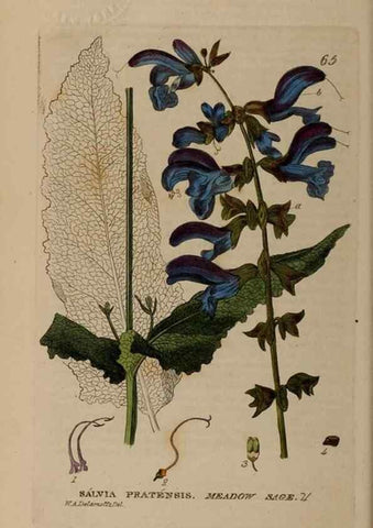 Reproducción/Reproduction 28385177993: British phaenogamous botany,. Oxford,Published by the author, sold by J.H. Parker [etc.]1834-43.
