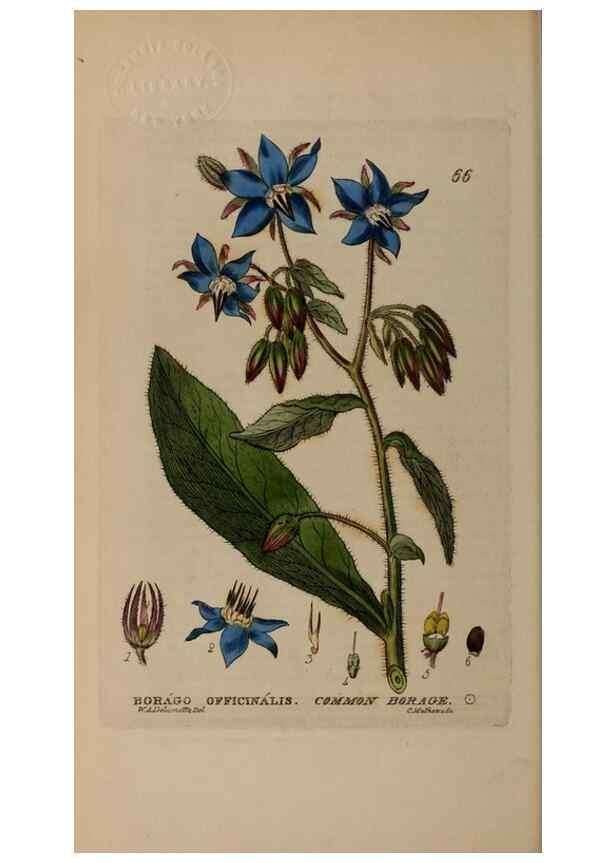 Reproducción/Reproduction 28385185403: British phaenogamous botany,. Oxford,Published by the author, sold by J.H. Parker [etc.]1834-43.