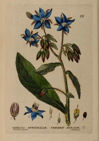 Reproducción/Reproduction 28385185403: British phaenogamous botany,. Oxford,Published by the author, sold by J.H. Parker [etc.]1834-43.