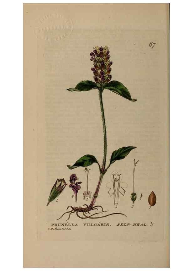 Reproducción/Reproduction 28897182692: British phaenogamous botany,. Oxford,Published by the author, sold by J.H. Parker [etc.]1834-43.