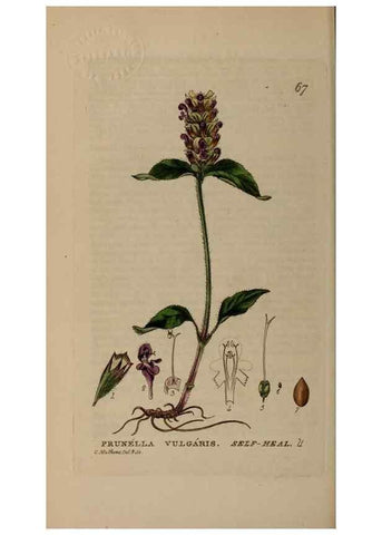 Reproducción/Reproduction 28897182692: British phaenogamous botany,. Oxford,Published by the author, sold by J.H. Parker [etc.]1834-43.
