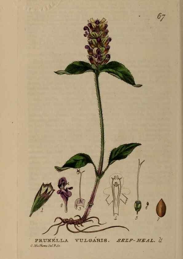 Reproducción/Reproduction 28897182692: British phaenogamous botany,. Oxford,Published by the author, sold by J.H. Parker [etc.]1834-43.