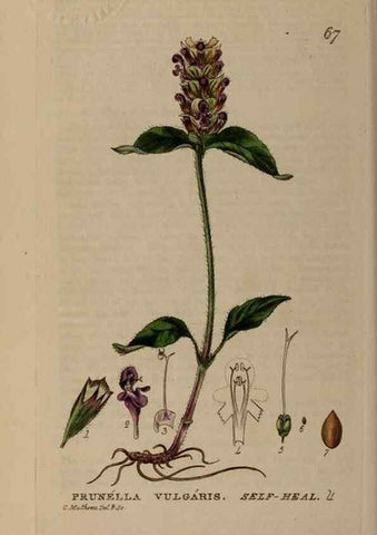 Reproducción/Reproduction 28897182692: British phaenogamous botany,. Oxford,Published by the author, sold by J.H. Parker [etc.]1834-43.