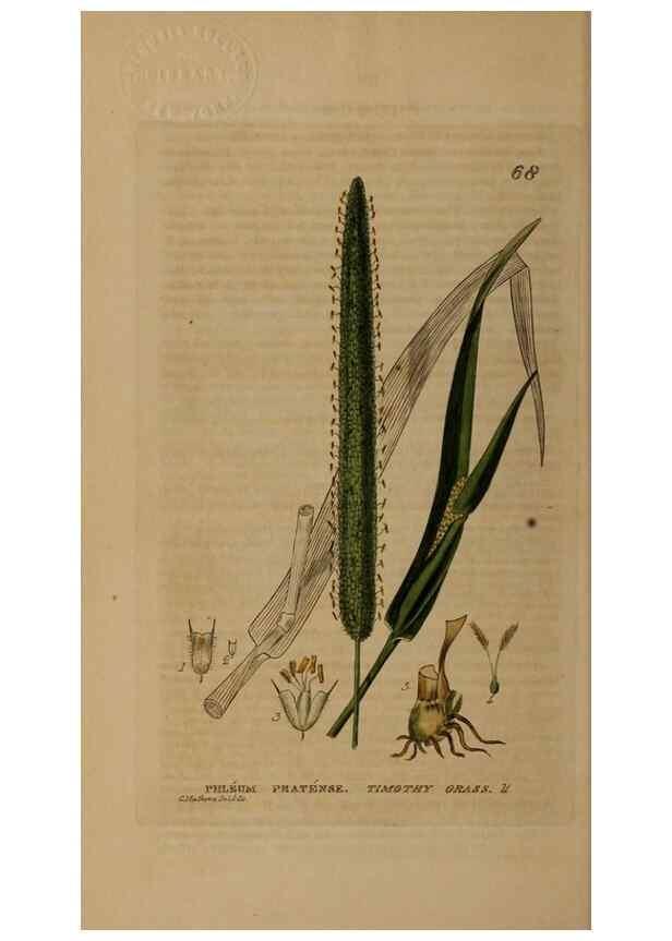 Reproducción/Reproduction 28385192773: British phaenogamous botany,. Oxford,Published by the author, sold by J.H. Parker [etc.]1834-43.