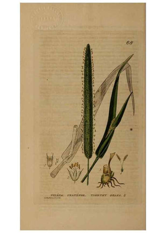 Reproducción/Reproduction 28385192773: British phaenogamous botany,. Oxford,Published by the author, sold by J.H. Parker [etc.]1834-43.