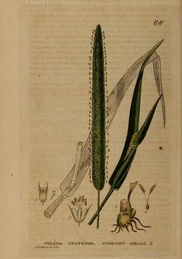 Reproducción/Reproduction 28385192773: British phaenogamous botany,. Oxford,Published by the author, sold by J.H. Parker [etc.]1834-43.