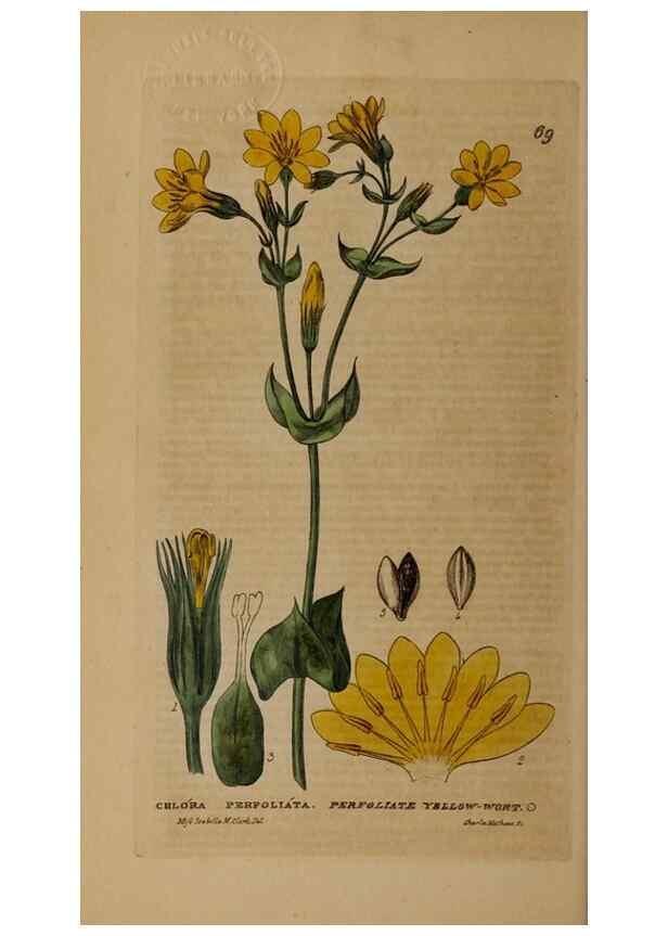 Reproducción/Reproduction 29002346925: British phaenogamous botany,. Oxford,Published by the author, sold by J.H. Parker [etc.]1834-43.