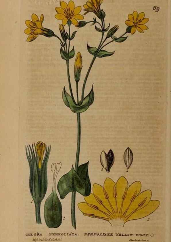 Reproducción/Reproduction 29002346925: British phaenogamous botany,. Oxford,Published by the author, sold by J.H. Parker [etc.]1834-43.
