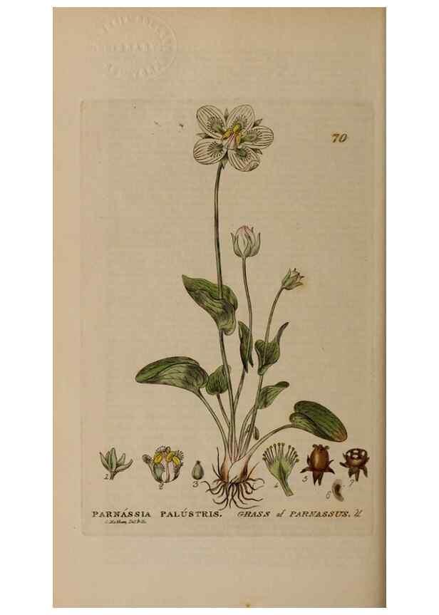 Reproducción/Reproduction 28926056231: British phaenogamous botany,. Oxford,Published by the author, sold by J.H. Parker [etc.]1834-43.