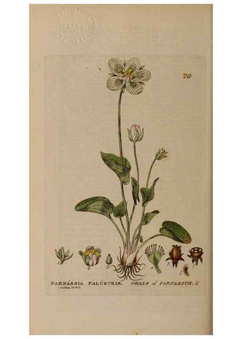 Reproducción/Reproduction 28926056231: British phaenogamous botany,. Oxford,Published by the author, sold by J.H. Parker [etc.]1834-43.