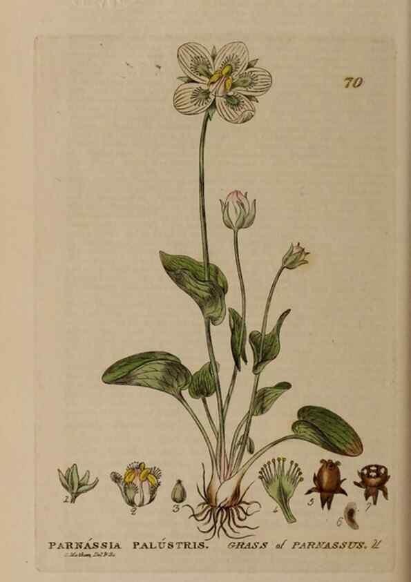 Reproducción/Reproduction 28926056231: British phaenogamous botany,. Oxford,Published by the author, sold by J.H. Parker [etc.]1834-43.