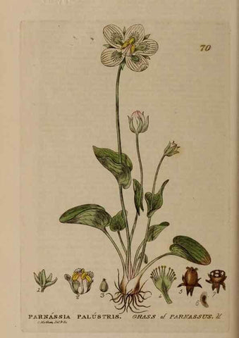 Reproducción/Reproduction 28926056231: British phaenogamous botany,. Oxford,Published by the author, sold by J.H. Parker [etc.]1834-43.