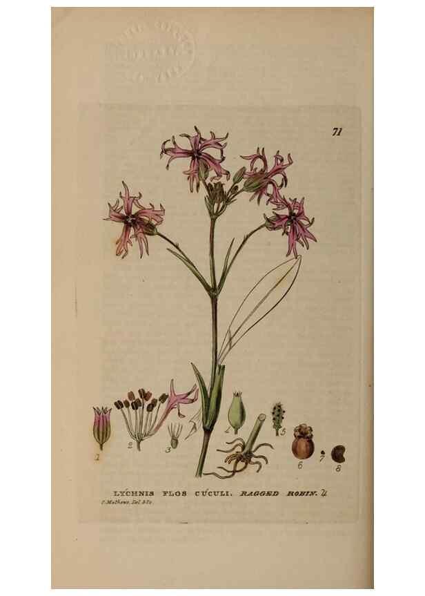 Reproducción/Reproduction 28897196042: British phaenogamous botany,. Oxford,Published by the author, sold by J.H. Parker [etc.]1834-43.